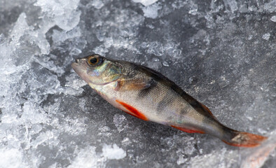 perch lies on the ice close-up