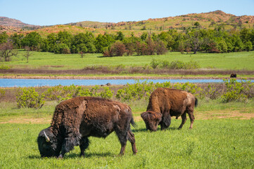 Bison Bellows at The Wichita Mountains National Wildlife Refuge