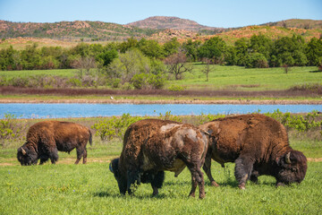 Bison Bellows at The Wichita Mountains National Wildlife Refuge
