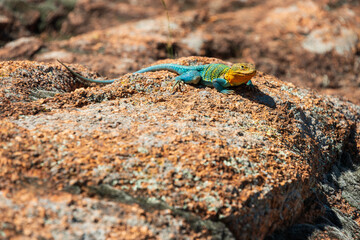 Naklejka na ściany i meble Colorful Collared Lizard at The Wichita Mountains National Wildlife Refuge