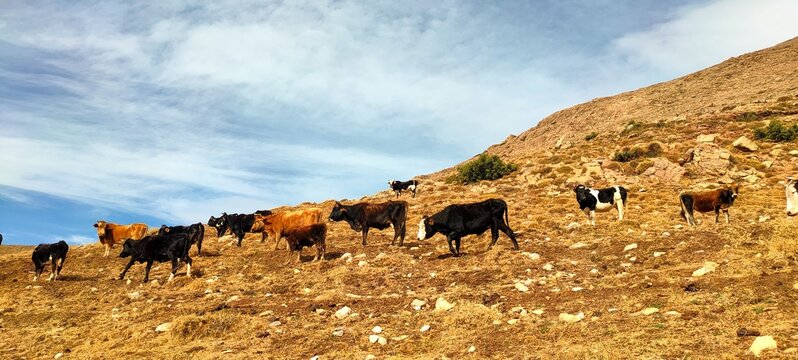 Tikjda,  Djurdjura national park
A herd of cows and bulls in the heights of Tekjda National Park, Bouira, Algeria