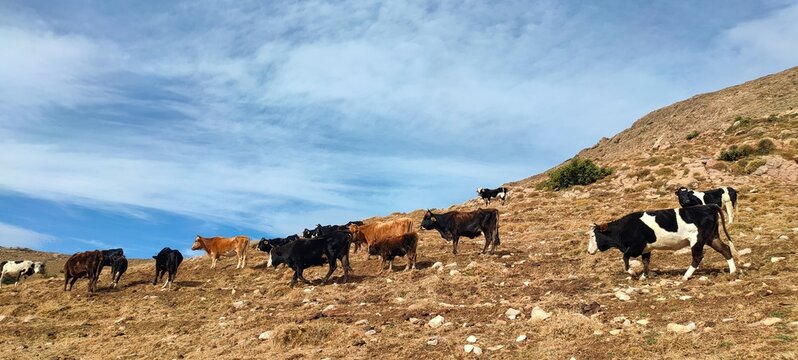 Tikjda,  Djurdjura national park
A herd of cows and bulls in the heights of Tekjda National Park, Bouira, Algeria