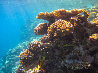 Beautiful corals in the coral reef of the Red Sea