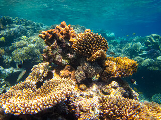 Beautiful corals in the coral reef of the Red Sea