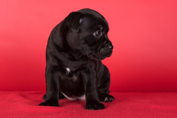 Black AmStaff , American Staffordshire Terrier puppy on red background