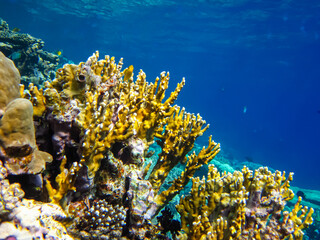 Beautiful corals in the coral reef of the Red Sea