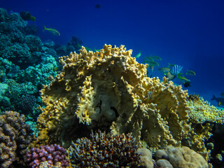 Beautiful corals in the coral reef of the Red Sea