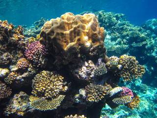 Beautiful corals in the coral reef of the Red Sea