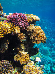 Beautiful corals in the coral reef of the Red Sea