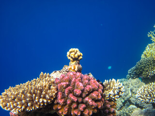 Beautiful corals in the coral reef of the Red Sea