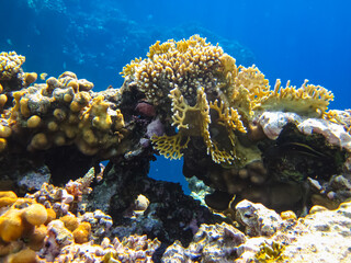 Beautiful corals in the coral reef of the Red Sea