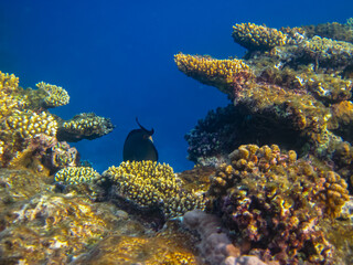 Beautiful corals in the coral reef of the Red Sea