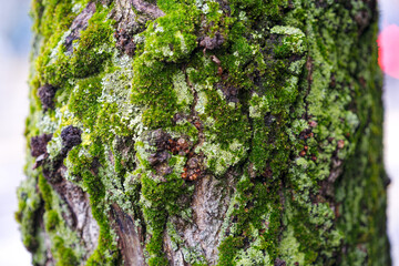 Close-up of tree trunk with moss covered bark on a cloudy autumn day a Swiss City of Zürich. Photo...