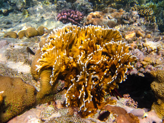 Beautiful corals in the coral reef of the Red Sea