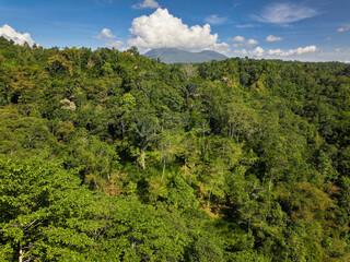 Aerial view of the forest in Bali, Indonesia