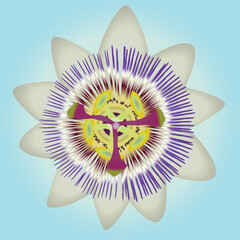 A vector illustration of a passionflower. Blue gradient background.
