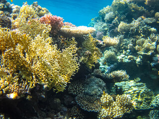 Naklejka na ściany i meble Beautiful corals in the coral reef of the Red Sea