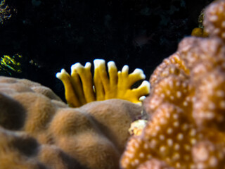 Beautiful corals in the coral reef of the Red Sea