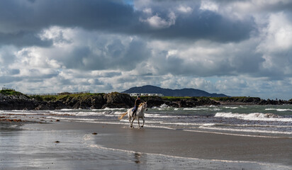 Horse rider on the beach at Anglesey 