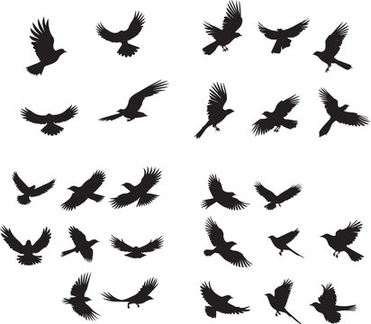 Flying birds silhouettes on white background