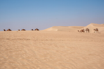 Al Qudra camels empty quarter seamless desert sahara in Dubai UAE middle east with wind paths and sand dunes hills under gray cloudy sky 