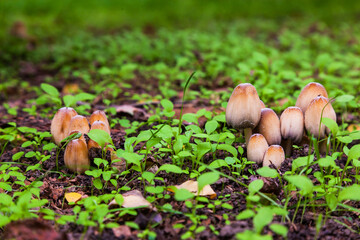Poisonous mushrooms in a green meadow. Pale toadstool mushrooms.