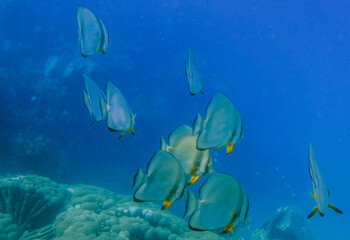 Fototapeta na wymiar lot of wonderful orbicular batfish in deep blue water
