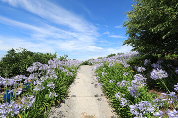 Obraz premium アガパンサス