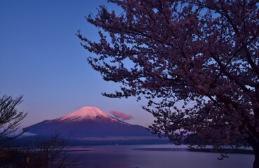 山中湖より望む満開の桜と富士山