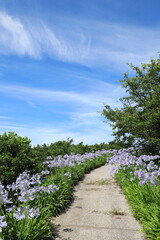 Obraz premium アガパンサス