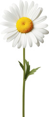 White chrysanthemum isolated on transparent background - obrazy, fototapety, plakaty