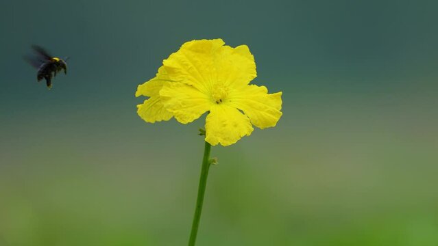 Experience the mesmerizing dance of bumblebees as they delicately collect nectar from gourd flowers. Harmonious interplay between nature's tiny marvels, essential for sustaining our garden ecosystems