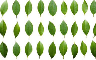 Small Leaves Of Avocade on a White or Clear Surface PNG Transparent Background - obrazy, fototapety, plakaty