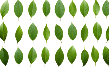 Small Leaves Of Avocade on a White or Clear Surface PNG Transparent Background