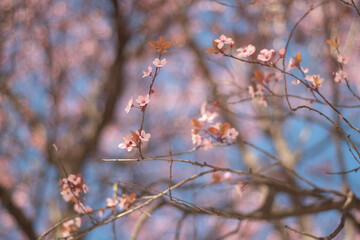 Tree flowers blossom in spring closeup