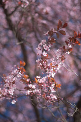Tree flowers blossom in spring closeup