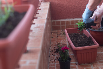 Woman hands planting flowers in a pot on a terrace in spring