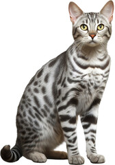 Fototapeta premium Egyptian Mau cat isolated on transparent background