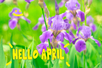 Text Hello April. Color spring background with blooming flower