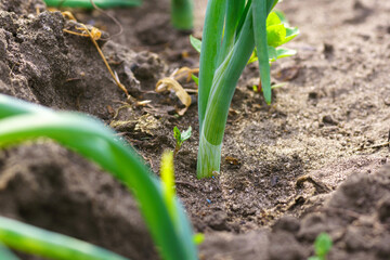 Green onion seedlings planting. Agricultural landscape of the onion plantation.