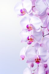 Glowing orchid white grainy gradient background