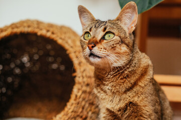 Cute cat with green eyes next to a round house at home 