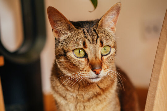 Close up picture of a beautiful cat with green eyes at home