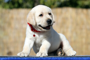 yellow labrador retriever in summer close up