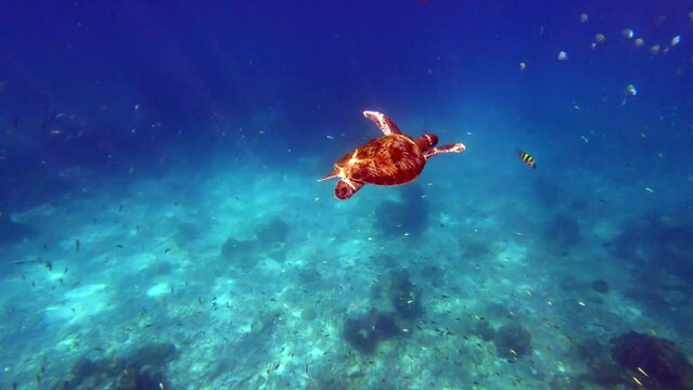 Sea turtle swimming under deep blue sea n coral reef with tropical summer sunlight n sun ray at daylight sunshine day at Phang-Nga Similan island, Thailand