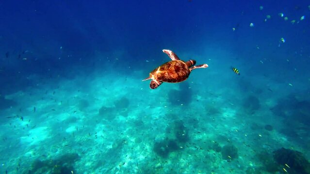 Sea turtle n many fish swim under deep blue ocean water n coral reef in tropical summer sunlight n sun ray at day light sunshin day at Phang-Nga Similand island, underwater wildlife 4k cinematic vdo  