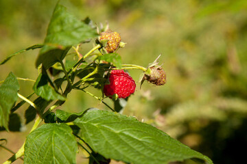 Ripe and unripe raspberry in the fruit garden. Growing natural bush of raspberry. Branch of raspberry in sunlight.