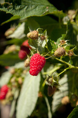 Ripe and unripe raspberry in the fruit garden. Growing natural bush of raspberry. Branch of raspberry in sunlight.