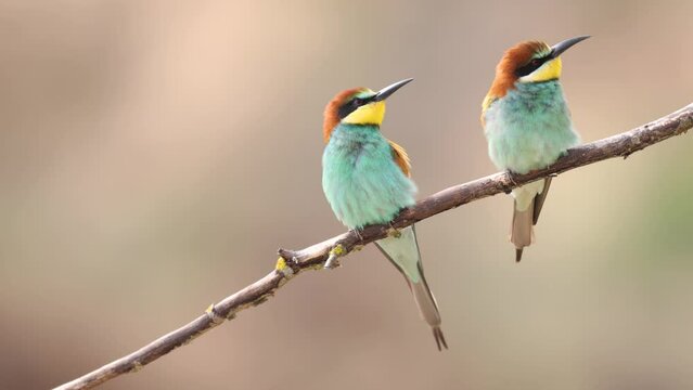 European Bee-Eater Merops apiaster perched on branch near breeding colony. Wildlife scene of Nature in Northern Poland - Europe, summer time