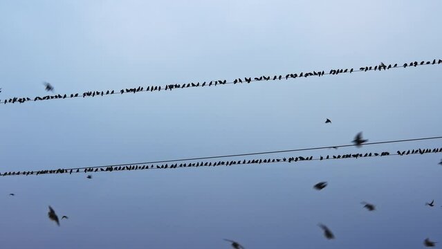 Birds gather on wires against a dusk blue sky.